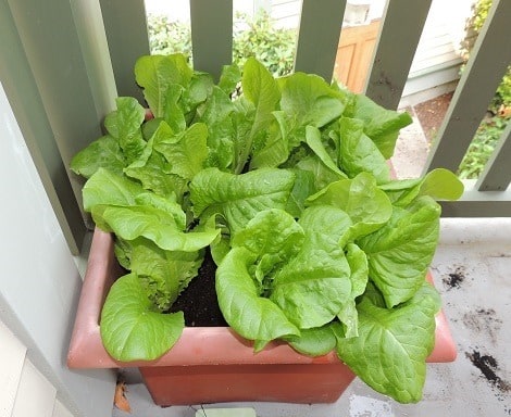Big, Gorgeous Pot of Lettuce - Backdoor Survival