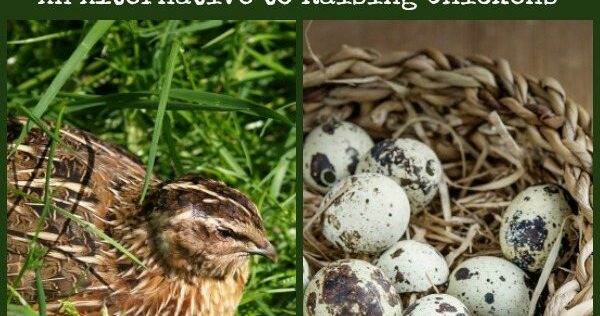 How to Raise Quail: An Alternative to Chickens