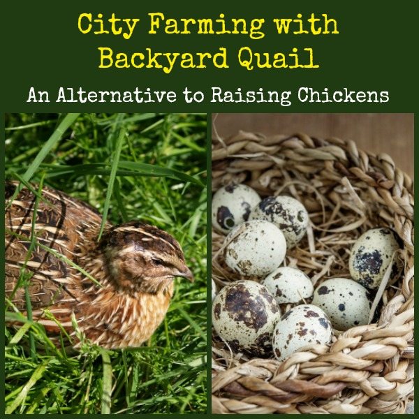 City Farming with Backyard Quail | Backdoor Survival