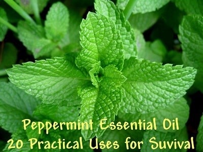 The Miracle of Peppermint Oil: 20 Practical Uses for Survival