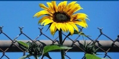 Sustainability and the Achievement of Survivability