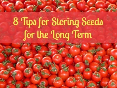 How To Store Seeds for the Long Term