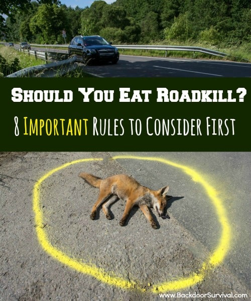 Should You Eat Roadkill? 8 Important Rules to Consider First - Backdoor Survival