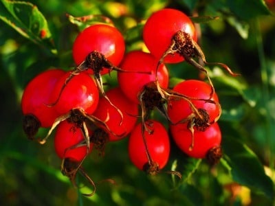 7 Herbal Remedies You Should Have In Your Arsenal | Backdoor Survival