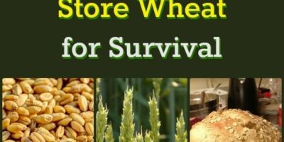 Why You Should Store Wheat for Survival