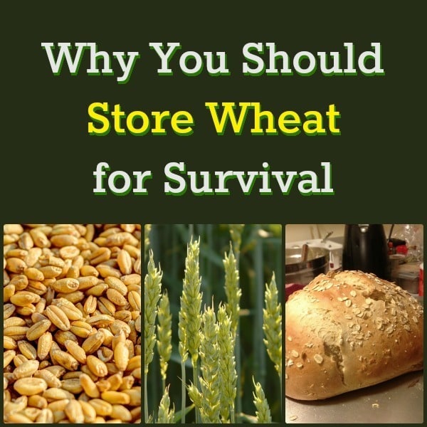 Why You Should Store Wheat for Survival | Backdoor Survival