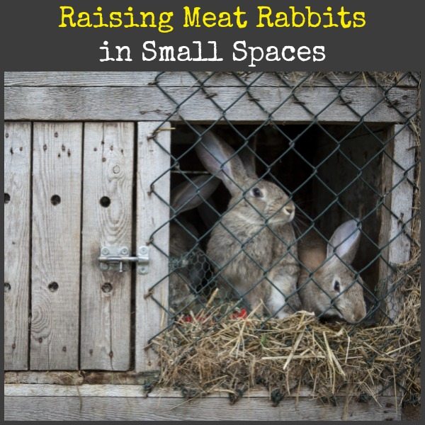 meat rabbit supplies
