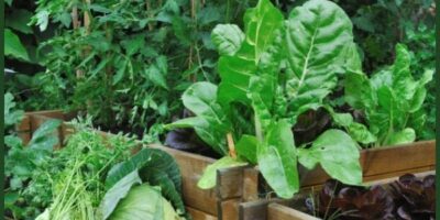 4 Secrets to Becoming a Successful Gardener