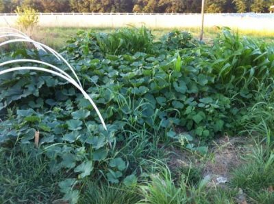 Dan Chiras Green Garden | Backdoor Survival