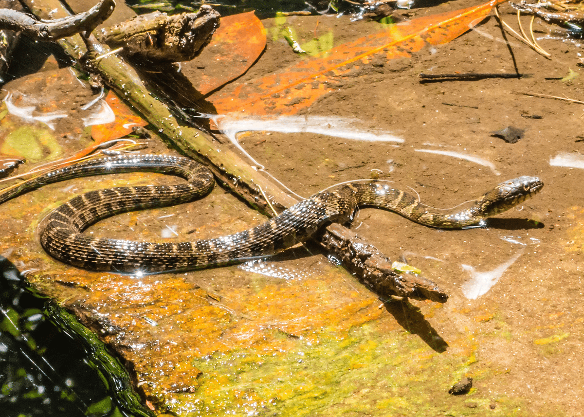 How to Survive Snake Bites The Science of Antivenom Backdoor Survival