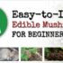 Top 5 Easy-to-ID Edible Mushrooms for Beginners