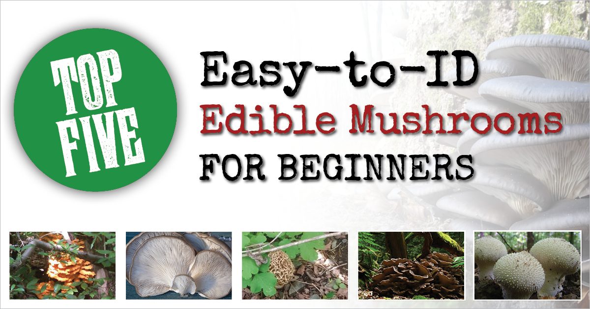 Top 5 Easy-to-ID Edible Mushrooms for Beginners - Backdoor Survival