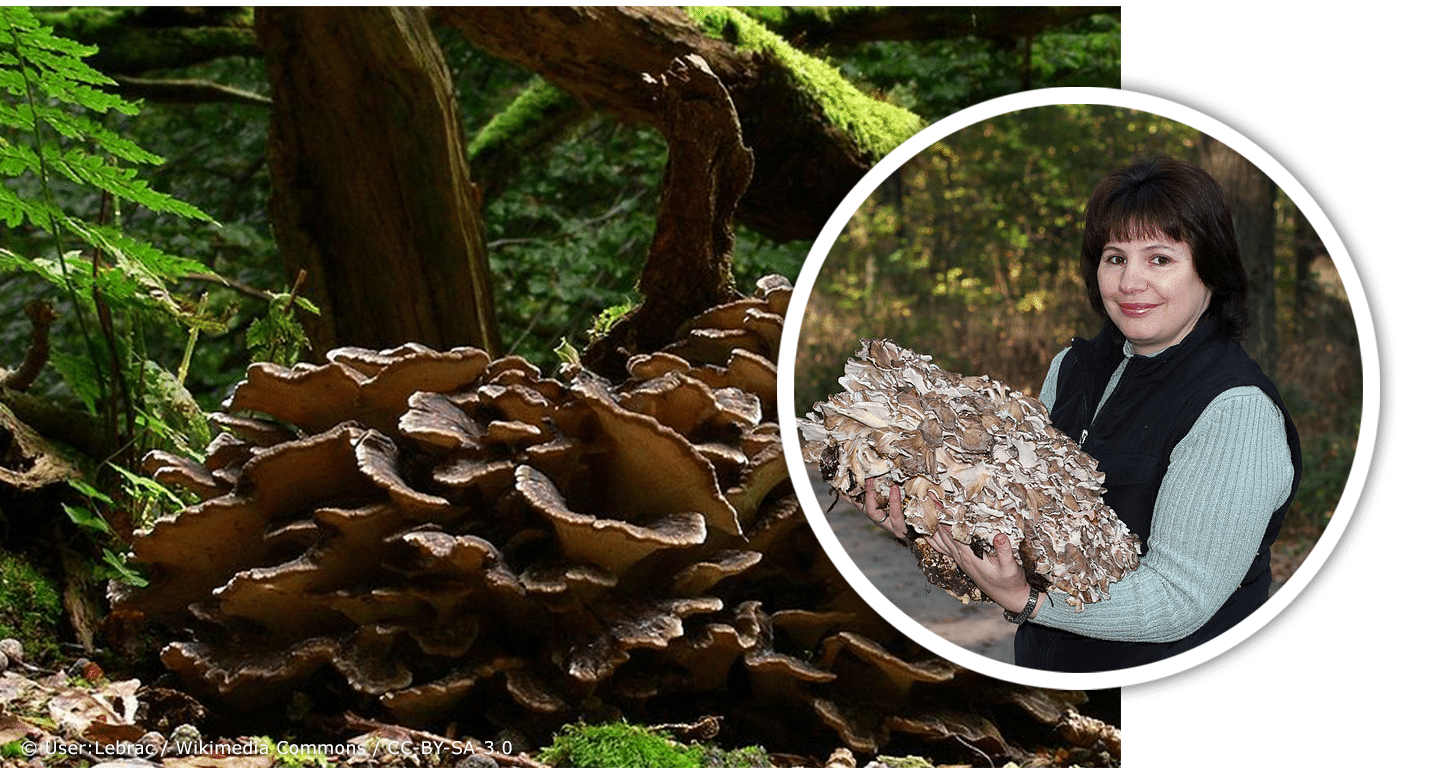 Hen of the Woods Mushroom