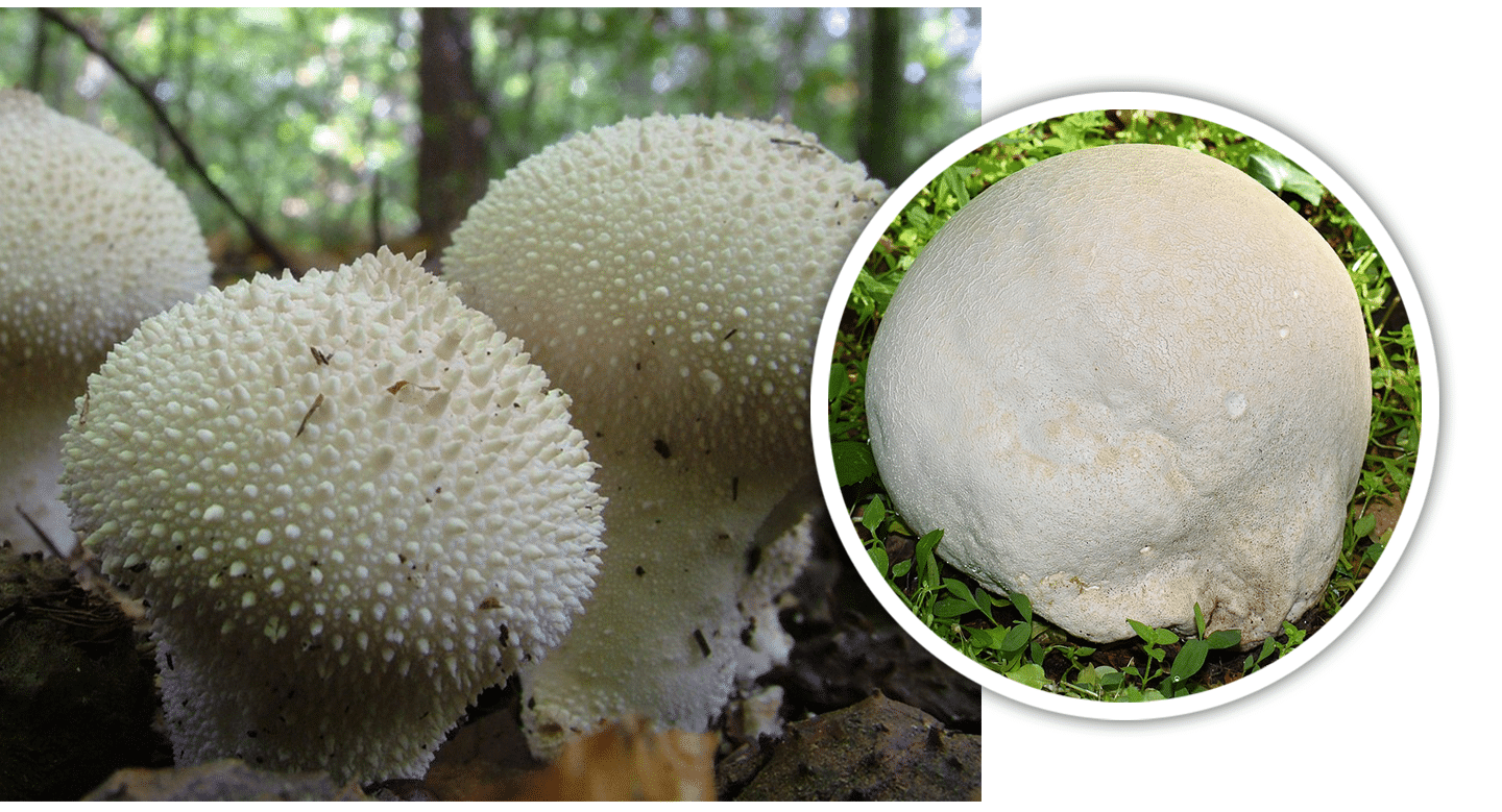 Puffball Mushroom
