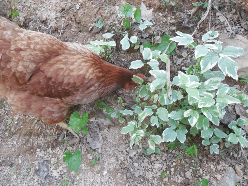 Chicken
