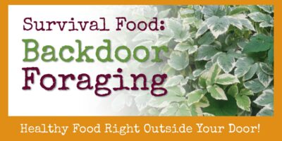 Survival Food: Backdoor Foraging for Healthy, Tasty Food Right Outside Your Door!