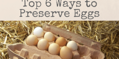 Top 6 Ways To Preserve Eggs