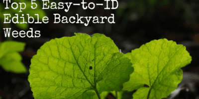 Top 5 Easy-to-ID Edible Backyard Weeds
