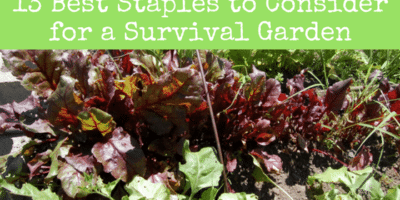 The 13 Best Staples to Consider for a Survival Garden this Spring