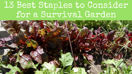 The 13 Best Staples to Consider for a Survival Garden this Spring