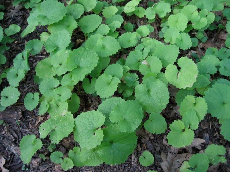 Top 5 EasytoID Edible Backyard Weeds Backdoor Survival
