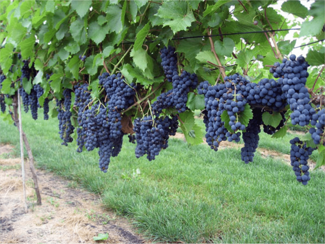 Best Cold Hardy Fruits To Grow At Home Backdoor Survival