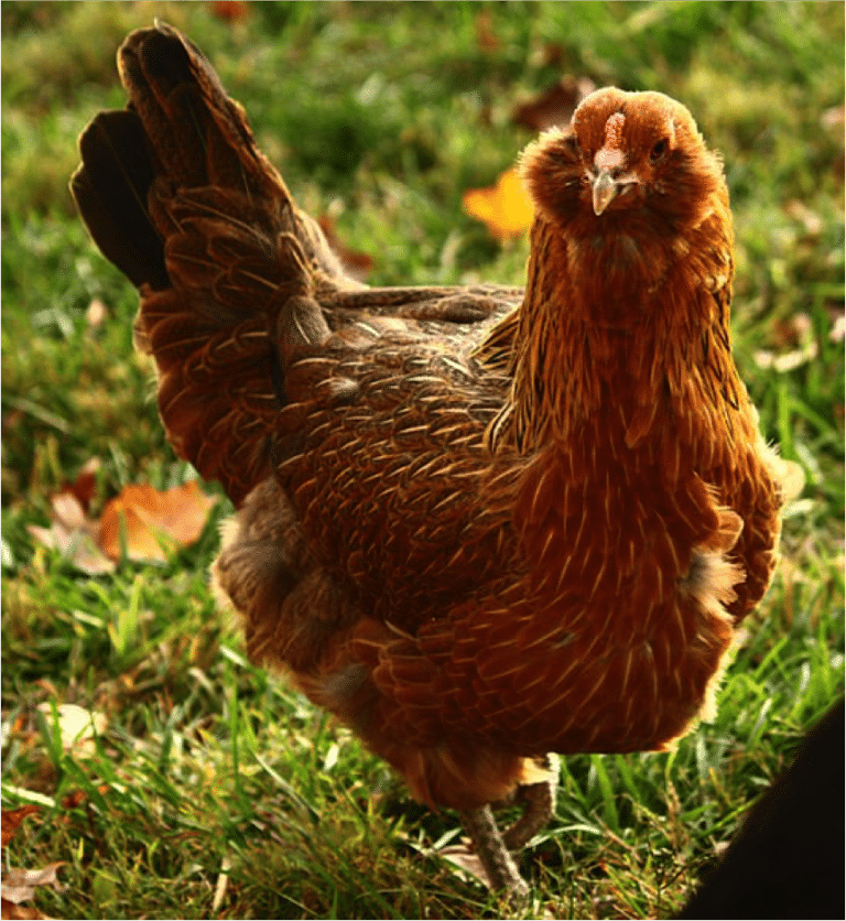 Best Chicken Breeds For Eggs Backdoor Survival