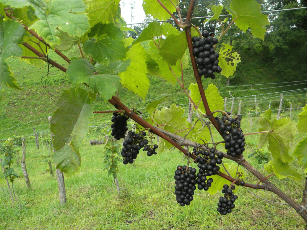 Best Cold Hardy Fruits To Grow At Home Backdoor Survival