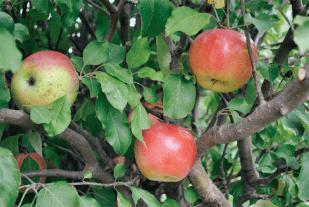 Best Cold Hardy Fruits To Grow At Home Backdoor Survival