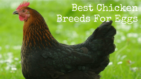 Best Chicken Breeds For Eggs