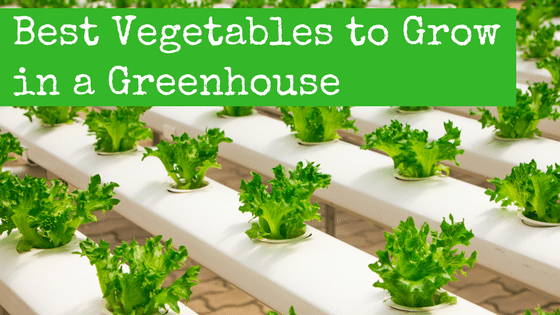 What to Grow in a Greenhouse? Best Veggies to Grow Year-Round