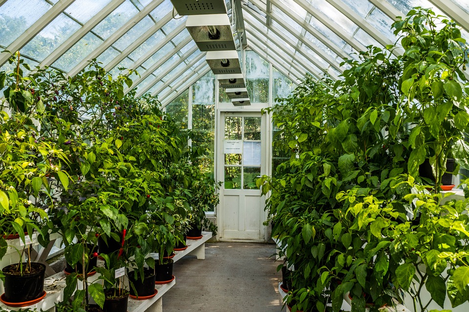 What to Grow in a Greenhouse? Best Veggies to Grow YearRound