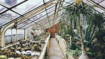 A Greenhouse With Cacti and Other Plants