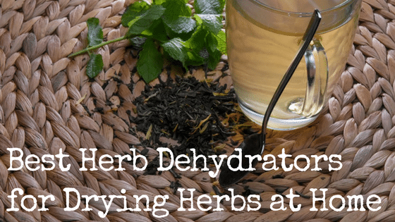 Best Herb Dehydrators for Drying Herbs at Home