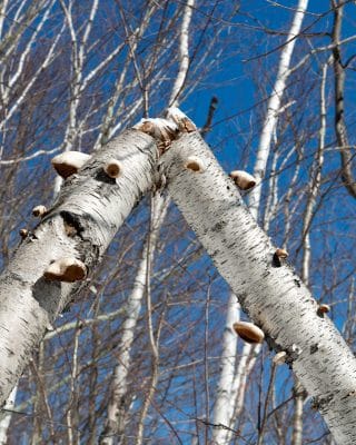 Birch Polypore medicinal mushroom