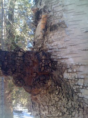 Chaga Mushroom