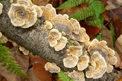 Turkey Tail Mushrooms on tree