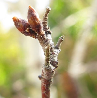 sliver birch betula leaf buds