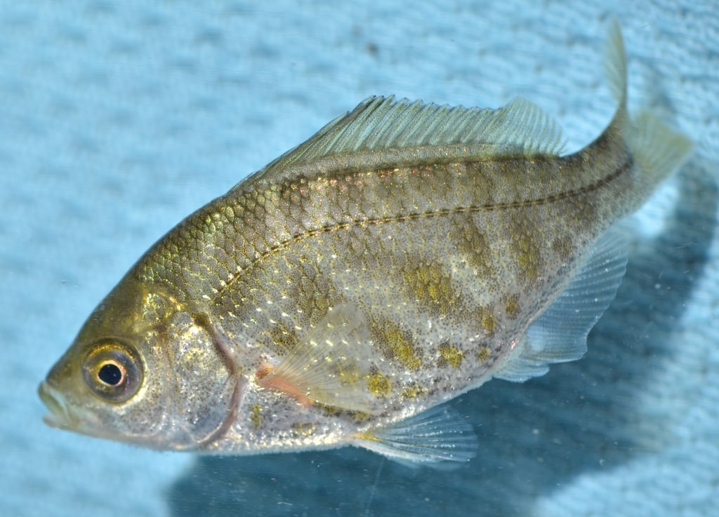 the prepper's guide to aquaponics: urban and soil-less