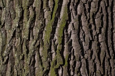 tree bark