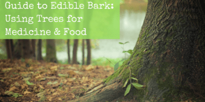 Guide to Edible Bark: Using Trees for Medicine & Food