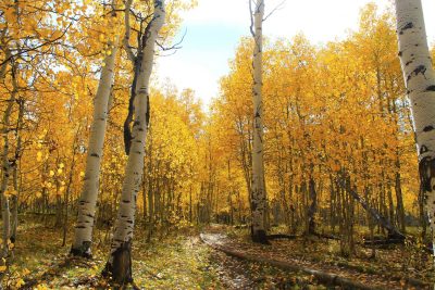 birch tree