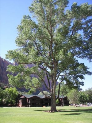 cottonwood tree