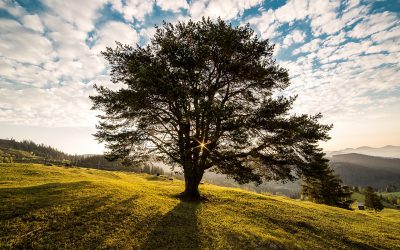 tree nature
