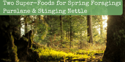 How to Forage and Use Purslane & Stinging Nettle: Two Super-Foods for Spring Foraging