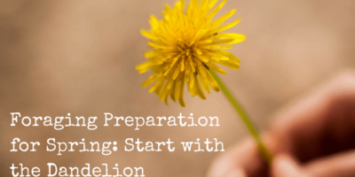Spring Foraging: DIY Guide to Using Dandelions for Everyday Purposes