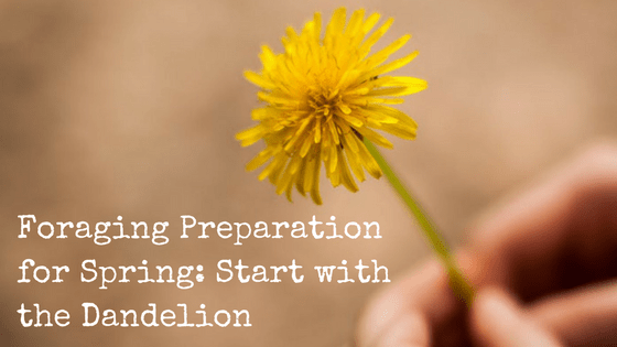 Spring Foraging: DIY Guide to Using Dandelions for Everyday Purposes
