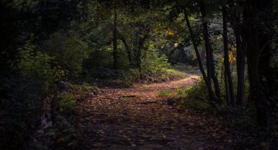 forest-trail