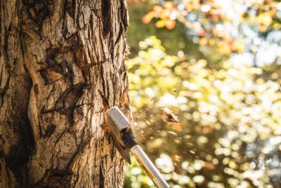 hatchet-axe-chopping