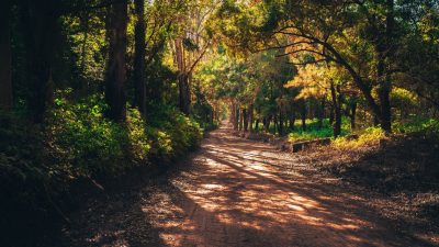 road-forest-trail-nature